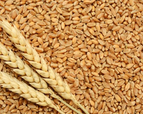 wheat